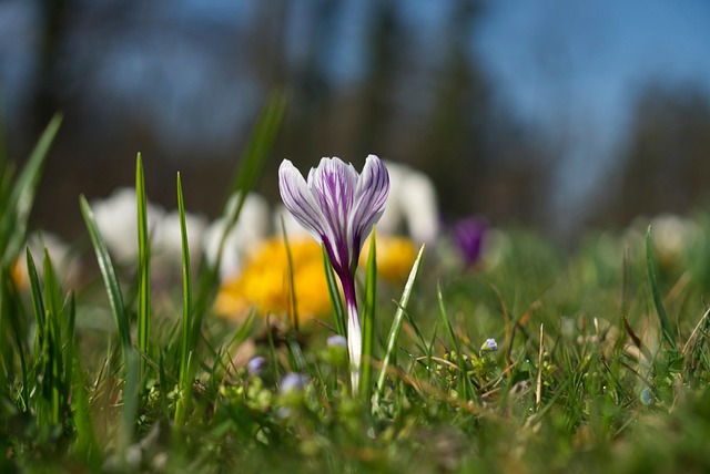 Krokus, Blume, Blüte, Blumen Hintergrund
