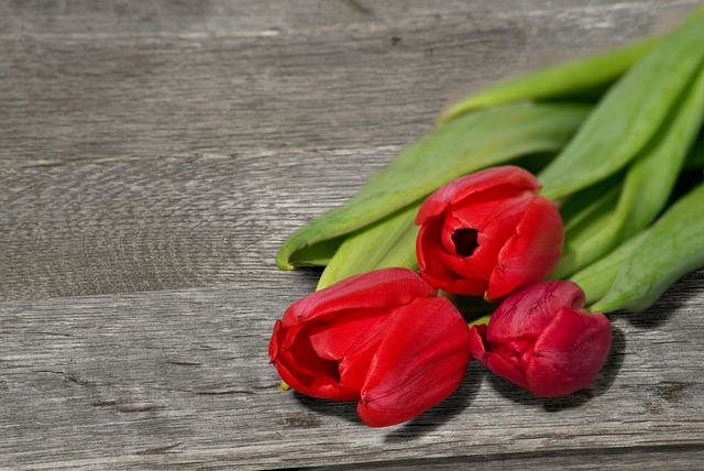 Tulpen, Rot, Frühling, Grauer Grund