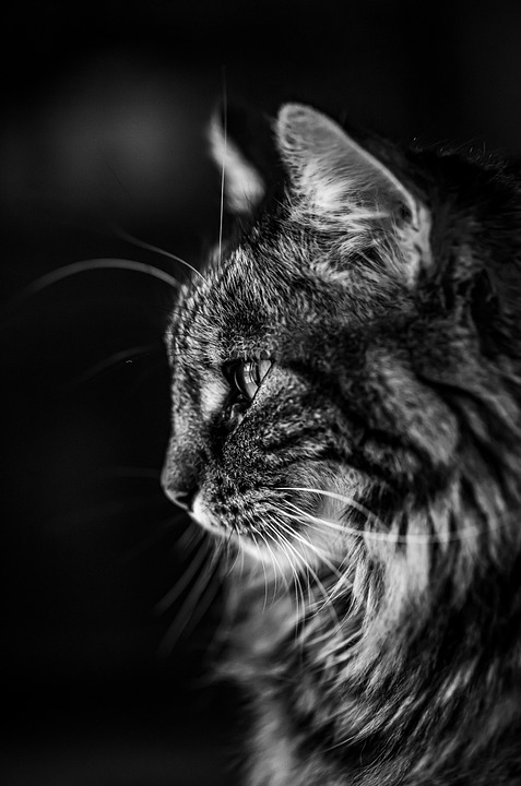 Cat Black And White Portrait - Free photo on Pixabay - Pixabay