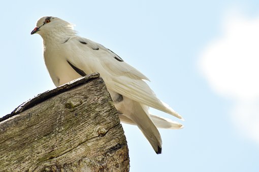 Duif, Veren, Vogel, Dier, Gevederte
