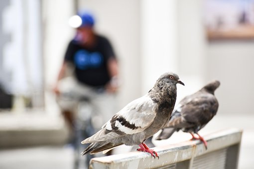 Duif, Veren, Vogel, Dier, Gevederte