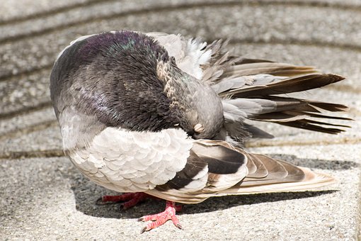 Duif, Veren, Vogel, Dier, Gevederte