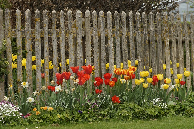Frühling, Tulpen, Bauerngarten