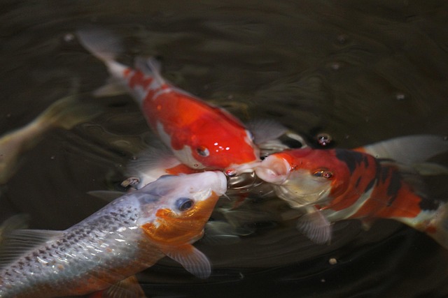 Free Koi Fish photo and picture