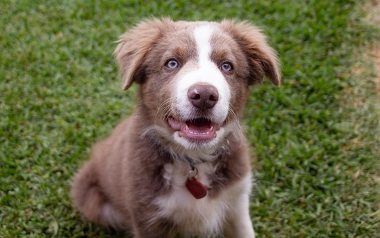 Free Dog Collie photo and picture