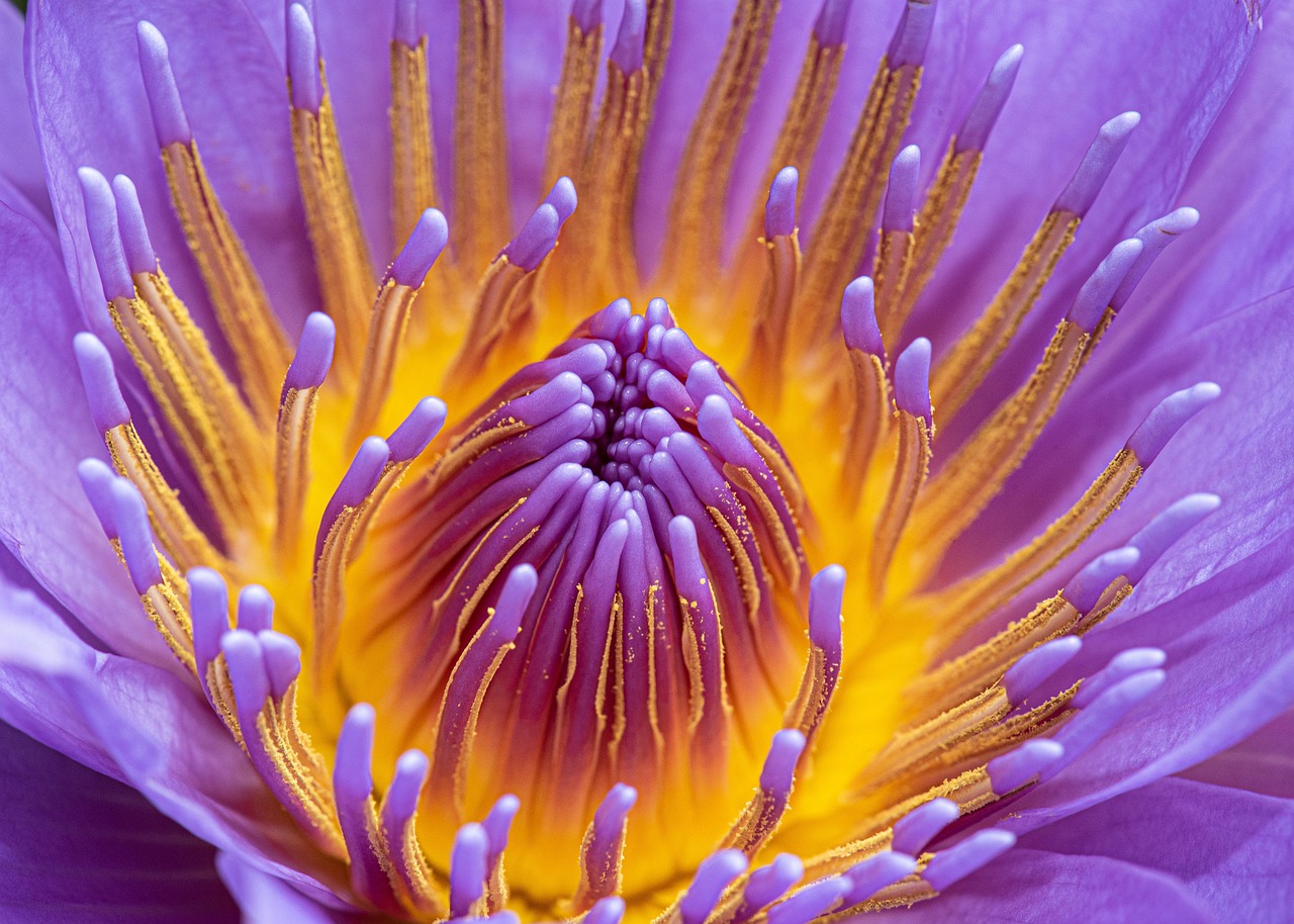 Water Lily Pistils Flower Free photo on Pixabay Pixabay