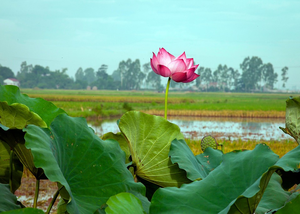 Lotus Pink Rice Fields Vietnamese - Free photo on Pixabay - Pixabay