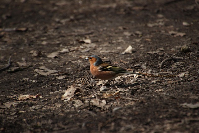 Free Chaffinch Bird photo and picture