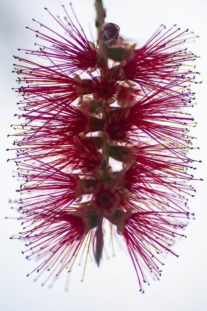 Free Banksia Flower photo and picture