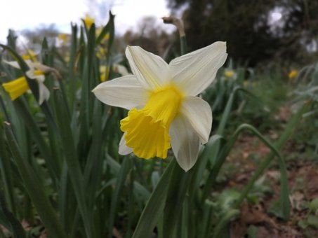 Free Daffodil Flower photo and picture