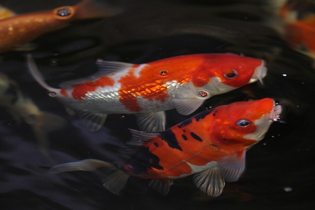 Free Koi Water photo and picture