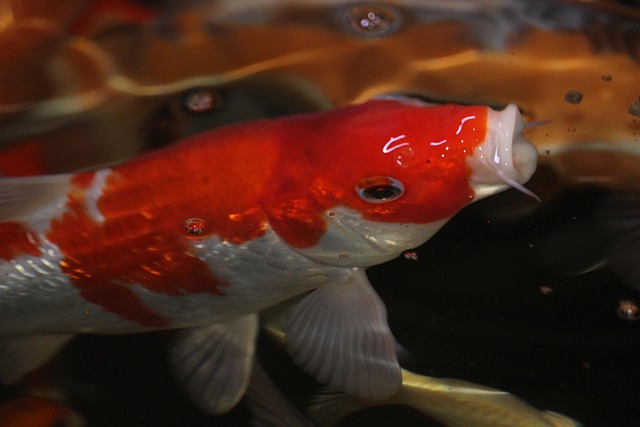 Free Koi Fish photo and picture