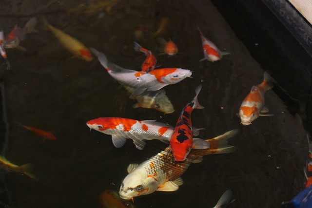 Free Koi Fish photo and picture