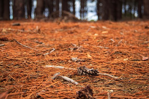 Free Forest Pine Cone photo and picture