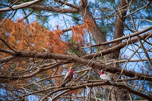 Free Birds Branches photo and picture