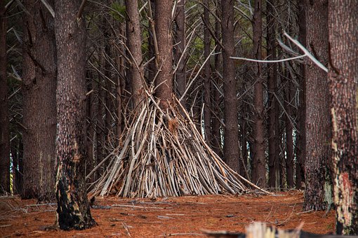 Free Trees Forest photo and picture