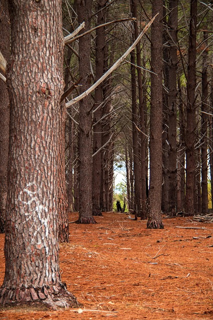 Free Trees Forest photo and picture