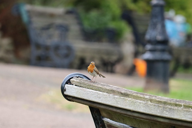 Free Robin Bird photo and picture