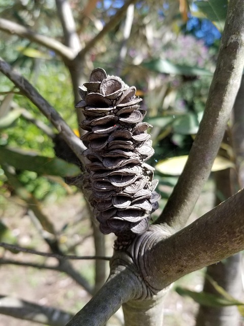 Free Banksia Australia photo and picture