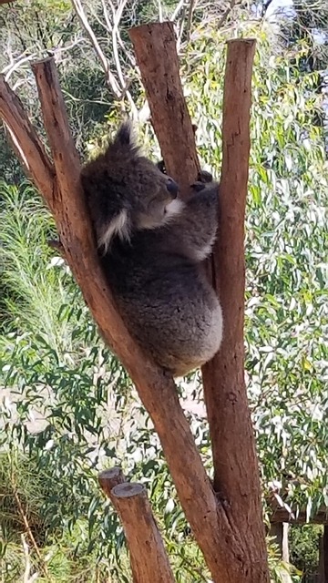 Free Koala Australia photo and picture