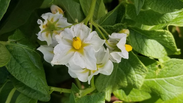 Free Potato Flower White photo and picture