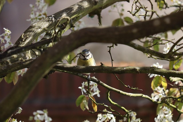 Free Blue Tit Bird photo and picture