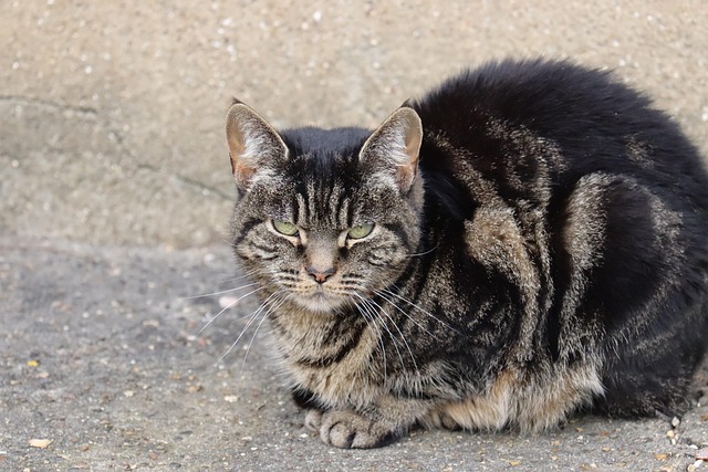 Free Cat Animal photo and picture