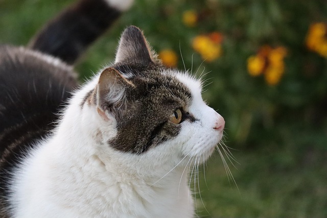 Free Cat Pet photo and picture
