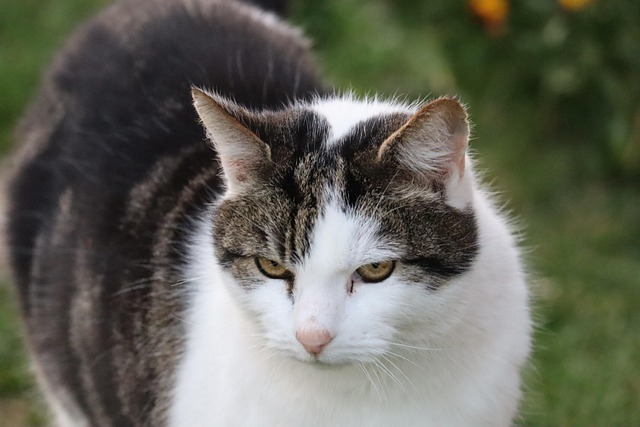 Free Cat Pet photo and picture