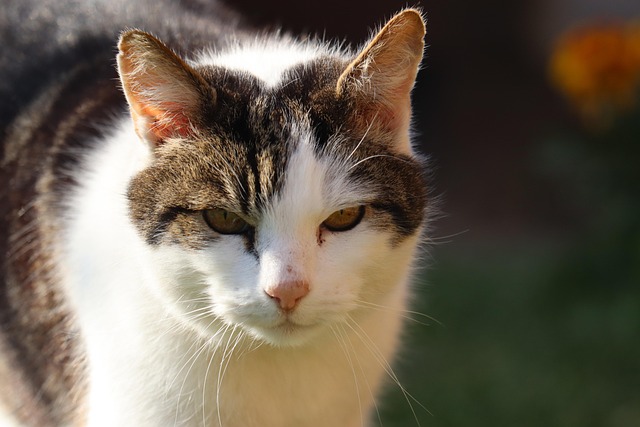 Free Cat Pet photo and picture
