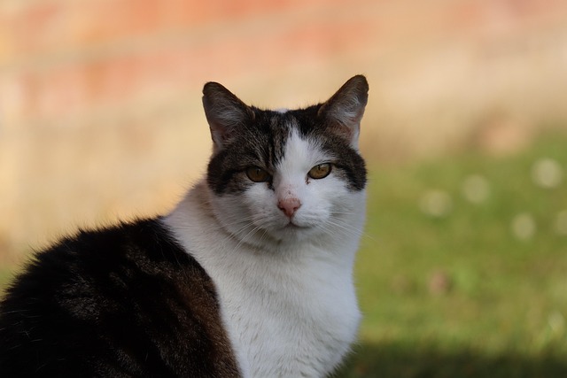 Free Cat Pet photo and picture