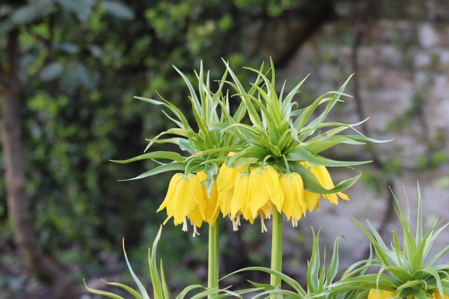 Free Crown Imperial Flowers photo and picture