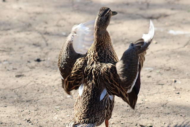 Free Duck Mallard photo and picture