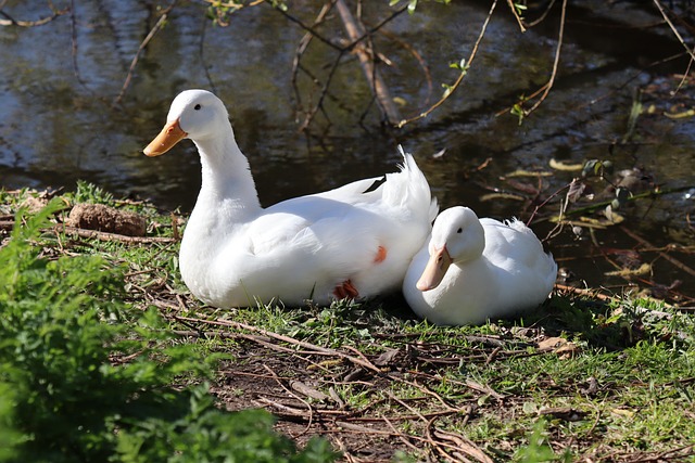 Free Ducks Birds photo and picture