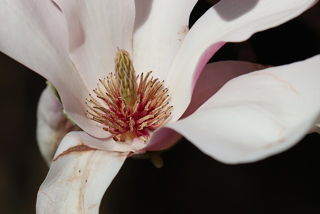 Free Magnolia Flower photo and picture