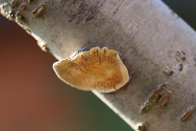 Free Mushroom Fungus photo and picture