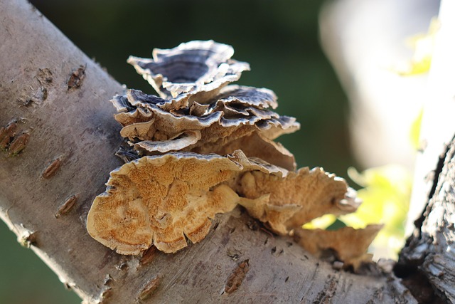 Free Mushrooms Fungi photo and picture