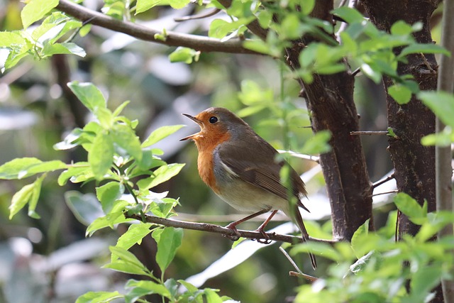 Free Robin Bird photo and picture