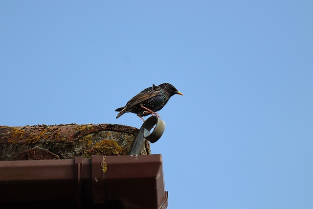 Free Starling Bird photo and picture