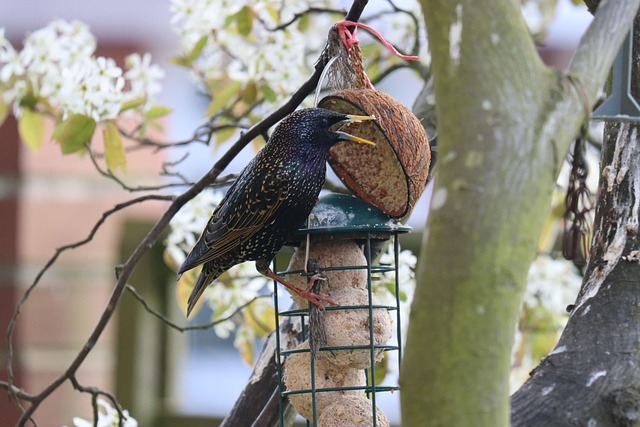 Free Starling Bird photo and picture