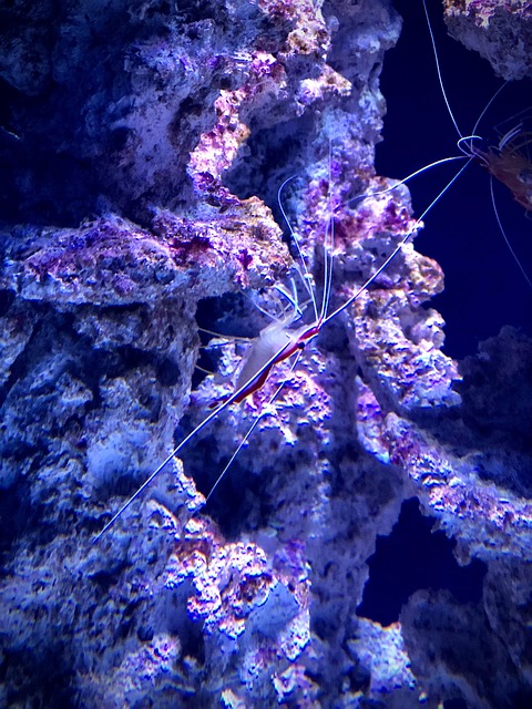 Free Cleaner Shrimp Aquarium photo and picture