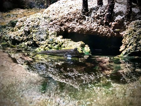 Free Mudskipper Fish photo and picture