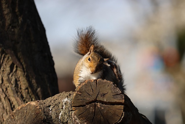 Eekhoorn, Dier, Boom, Dieren In Het Wild