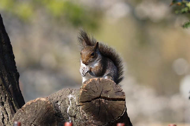 Free Squirrel Animal photo and picture
