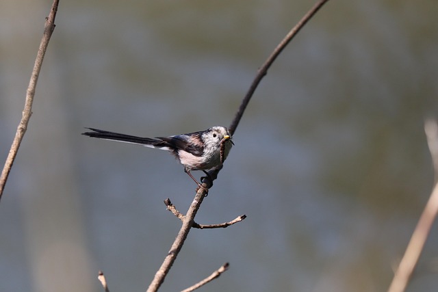 Free Wagtail Bird photo and picture