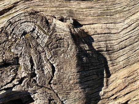 Free Wood Tree photo and picture
