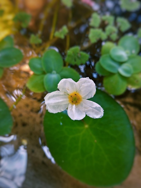 Flor, Blanco, Whiteflower, Bloom