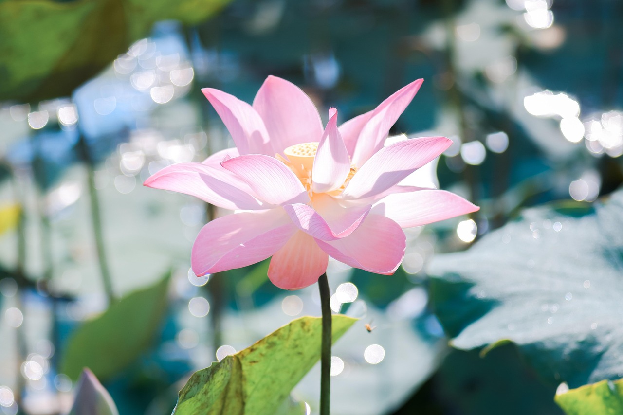 Lotus Flower Bloom Free photo on Pixabay Pixabay