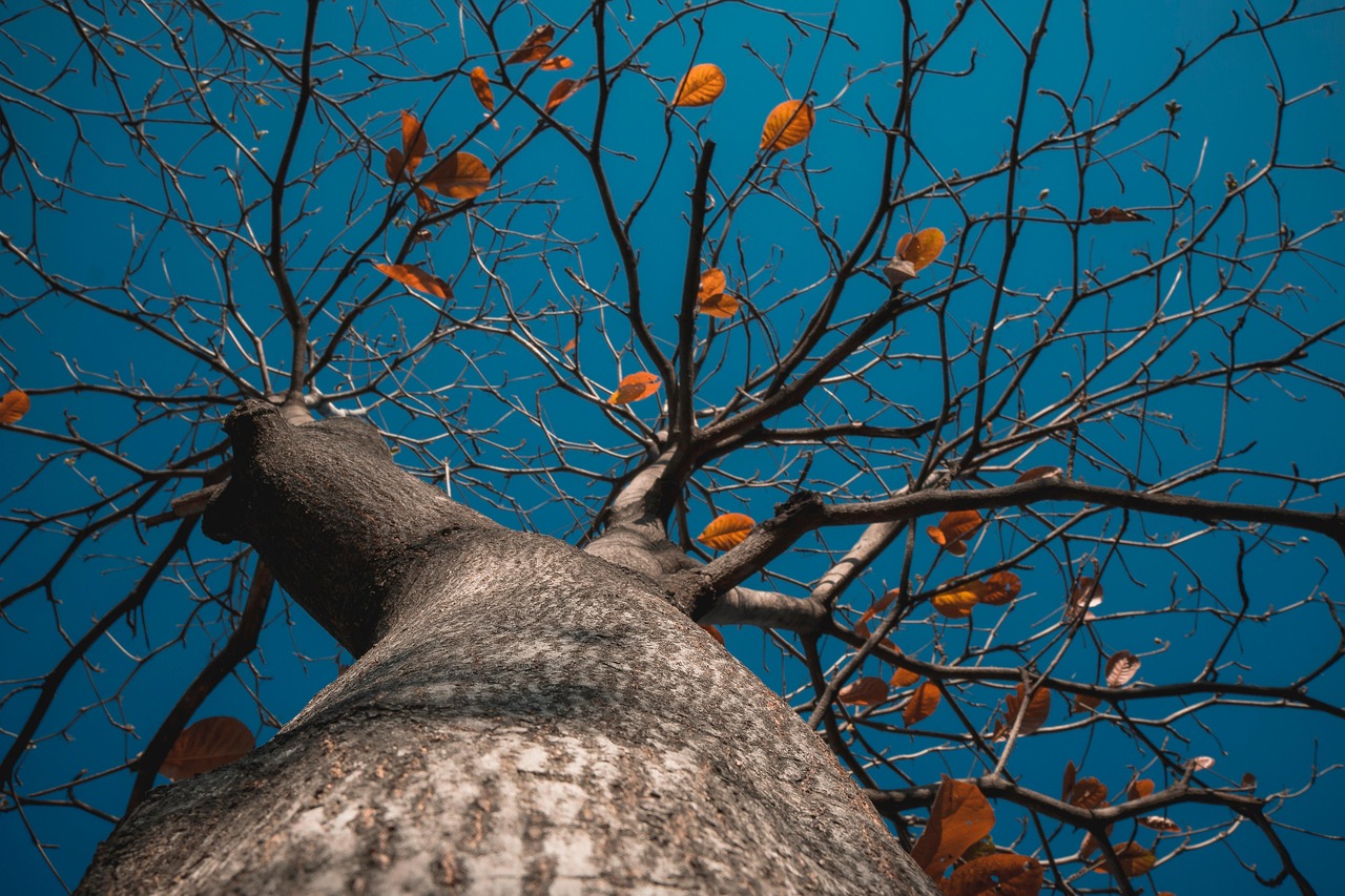 Feuilles Branches Arbre - Photo gratuite sur Pixabay - Pixabay