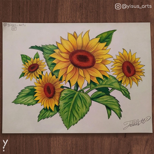 Free Sunflower Draw photo and picture